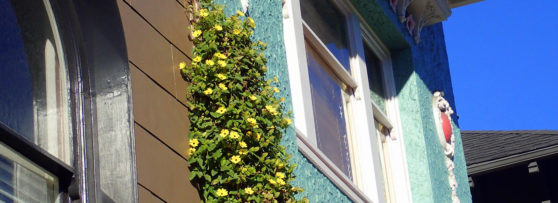 house yellow flowers